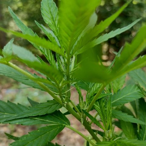 Unknown  growlog timeline photo