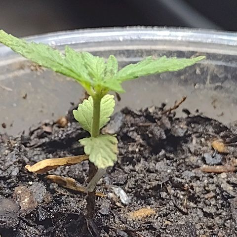 Blue Dream growlog timeline photo