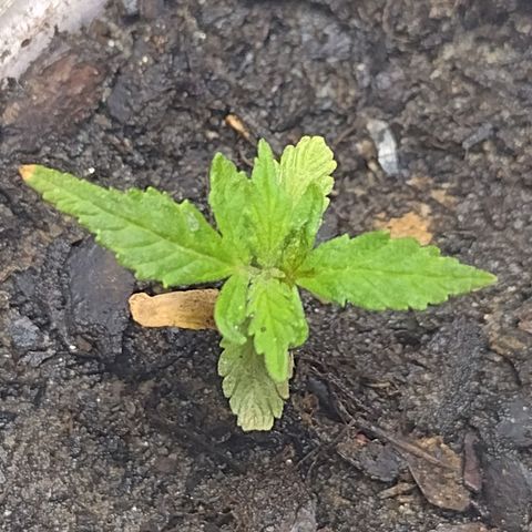 Blue Dream growlog timeline photo