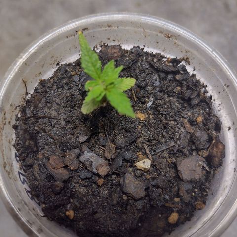 Blue Dream growlog timeline photo