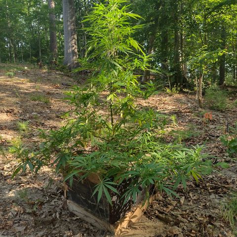 Unknown  growlog timeline photo