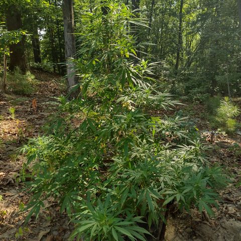 Unknown  growlog timeline photo