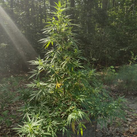 Unknown  growlog timeline photo