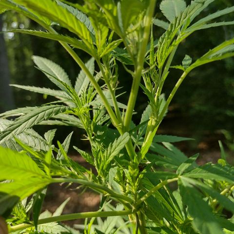 Unknown  growlog timeline photo
