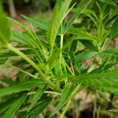 Unknown  growlog timeline photo