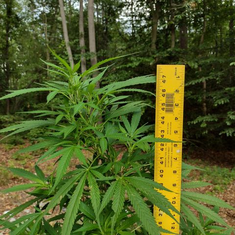 Unknown  growlog timeline photo