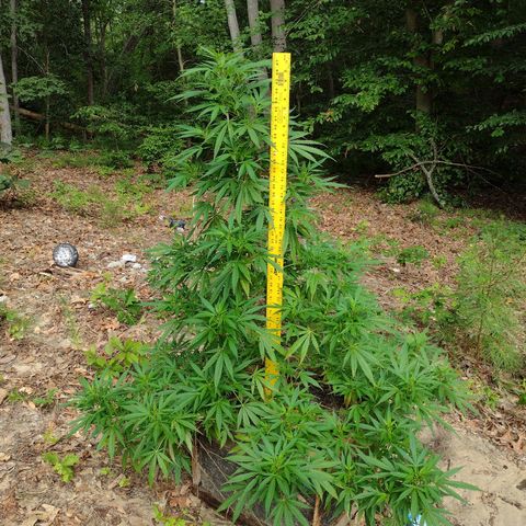 Unknown  growlog timeline photo