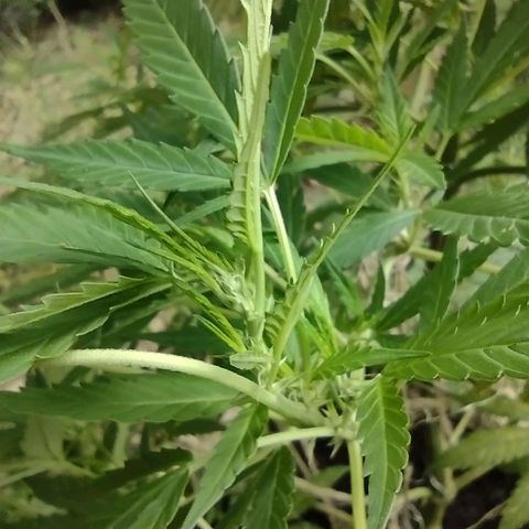 Unknown  growlog timeline photo