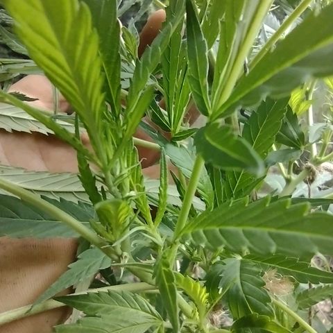 Unknown  growlog timeline photo