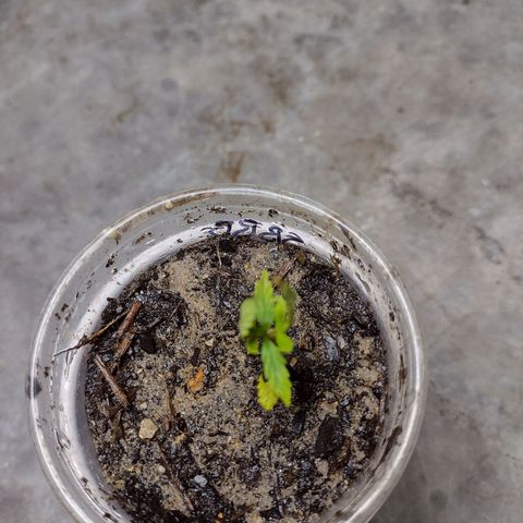 Blue Dream growlog photo: Curled upwards this morning 