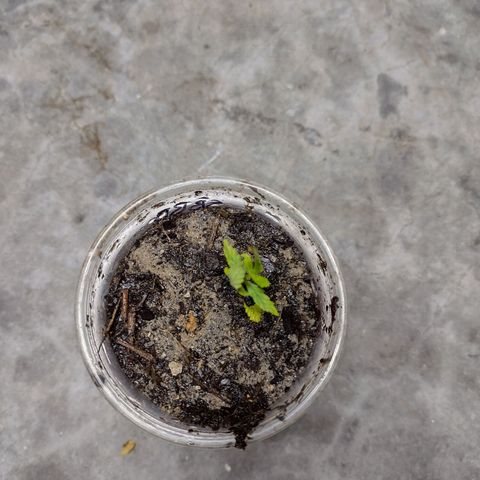 Blue Dream growlog photo: Curled upwards this morning 