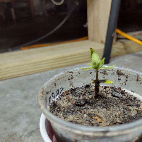 Blue Dream growlog photo: Curled upwards this morning 