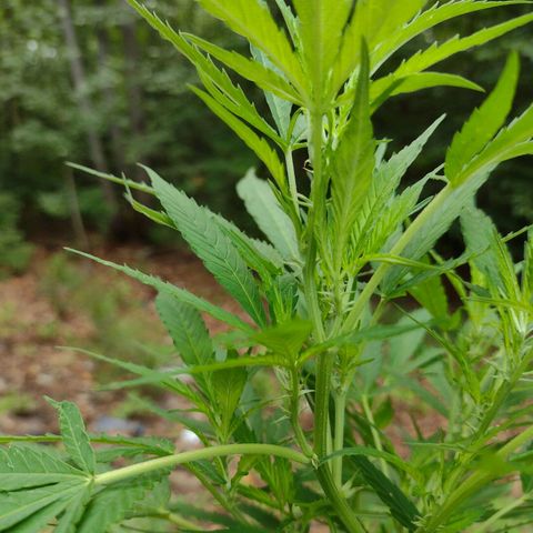Unknown  growlog timeline photo