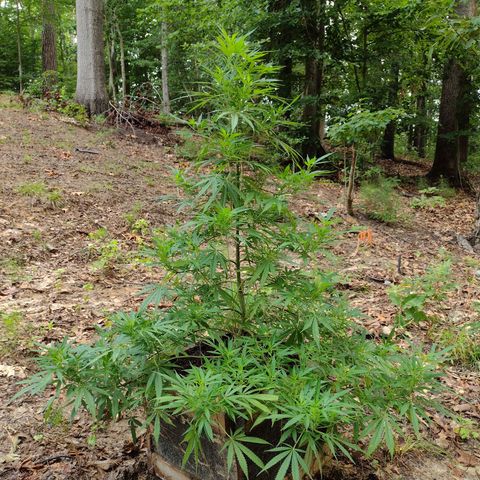 Unknown  growlog timeline photo