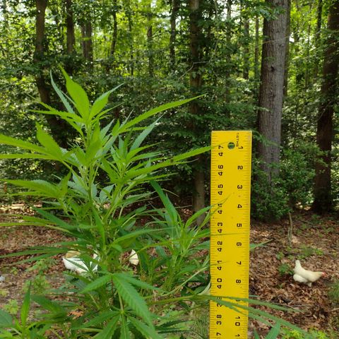 Unknown  growlog timeline photo