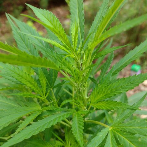 Unknown  growlog timeline photo