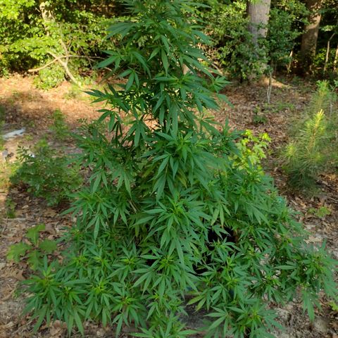Unknown  growlog timeline photo