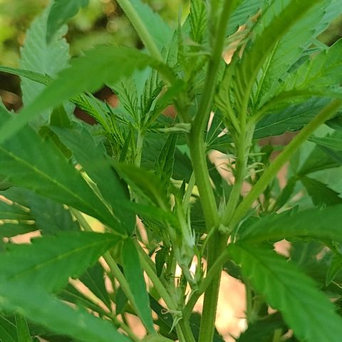 Unknown  growlog timeline photo