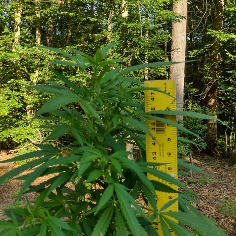 Unknown  growlog timeline photo