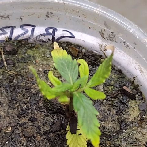 Blue Dream growlog timeline photo