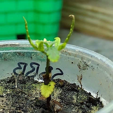 Blue Dream growlog timeline photo