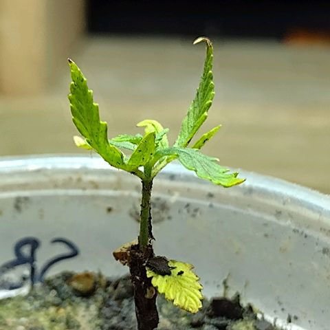Blue Dream growlog timeline photo