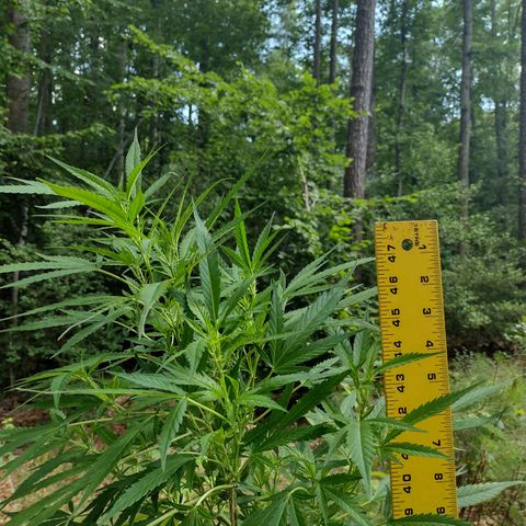Unknown  growlog timeline photo
