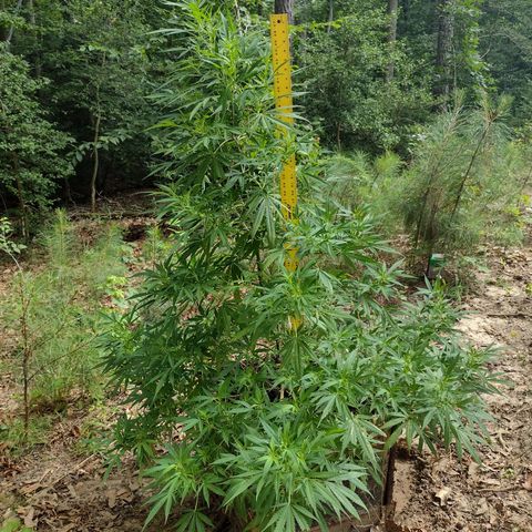 Unknown  growlog timeline photo