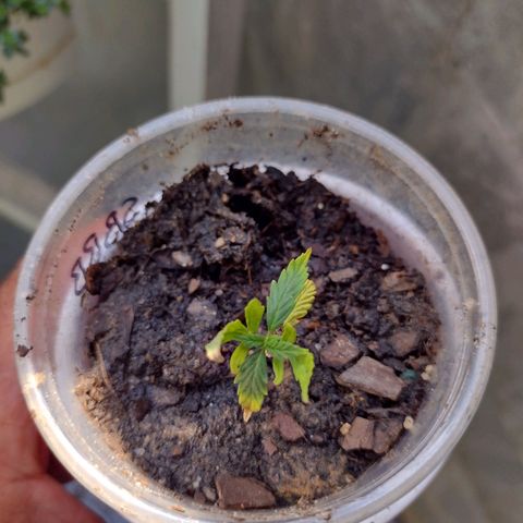 Blue Dream growlog timeline photo