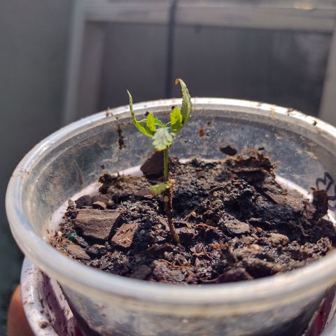 Blue Dream growlog timeline photo