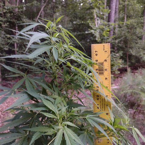 Unknown  growlog timeline photo