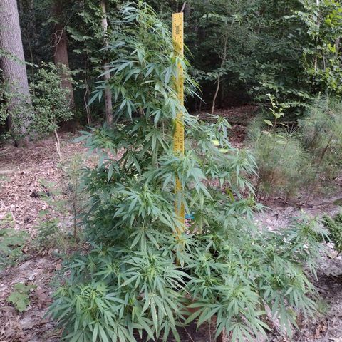 Unknown  growlog timeline photo