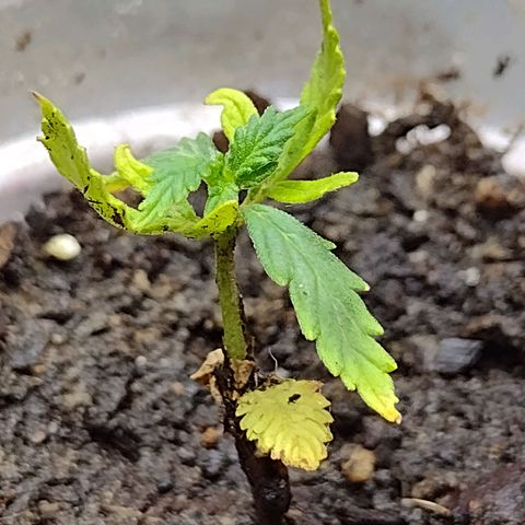 Blue Dream growlog timeline photo
