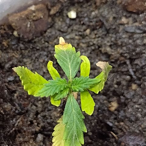 Blue Dream growlog timeline photo