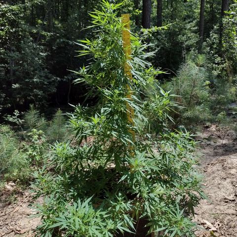 Unknown  growlog timeline photo