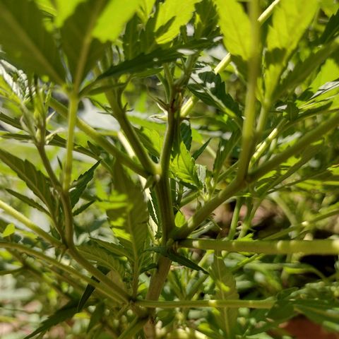 Unknown  growlog timeline photo