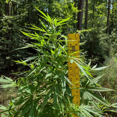Unknown  growlog timeline photo