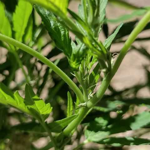 Unknown  growlog timeline photo