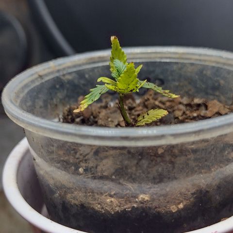 Blue Dream growlog timeline photo