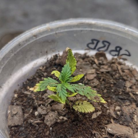 Blue Dream growlog timeline photo