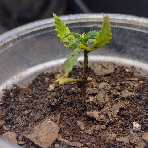 Blue Dream growlog timeline photo