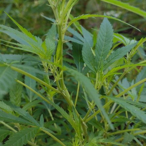 Unknown  growlog timeline photo
