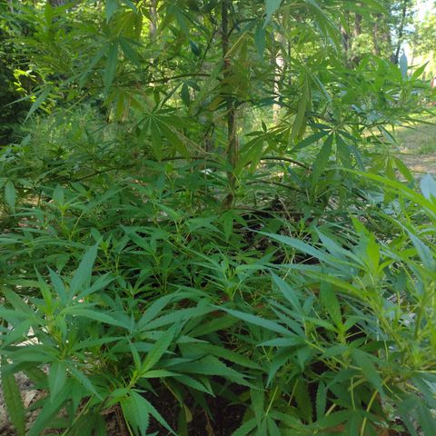 Unknown  growlog timeline photo