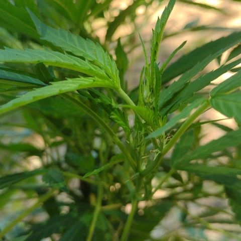 Unknown  growlog timeline photo