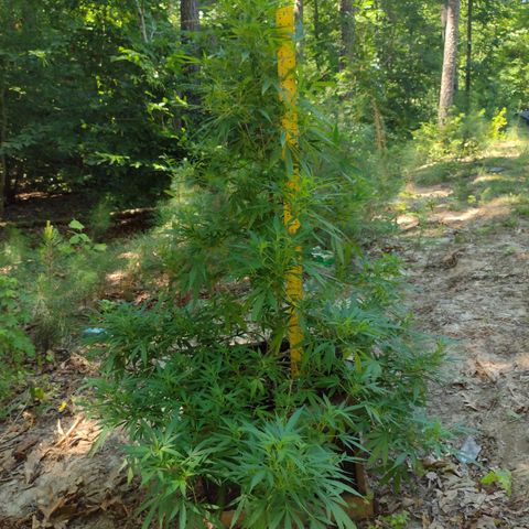 Unknown  growlog timeline photo