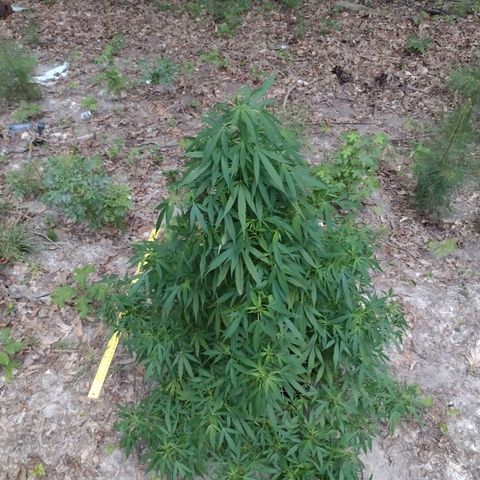 Unknown  growlog timeline photo