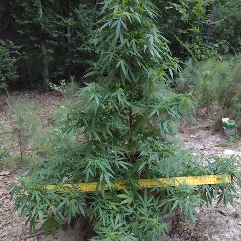 Unknown  growlog timeline photo