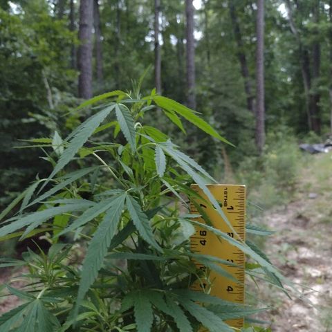 Unknown  growlog timeline photo