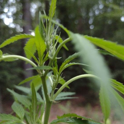 Unknown  growlog timeline photo