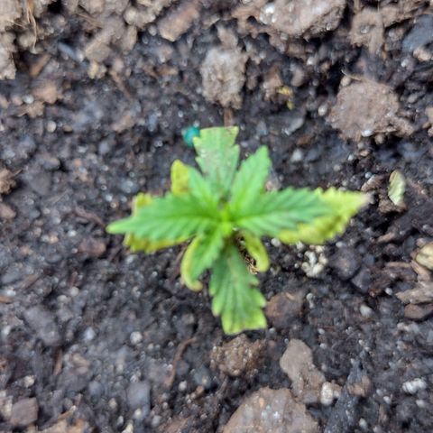 Blue Dream growlog timeline photo